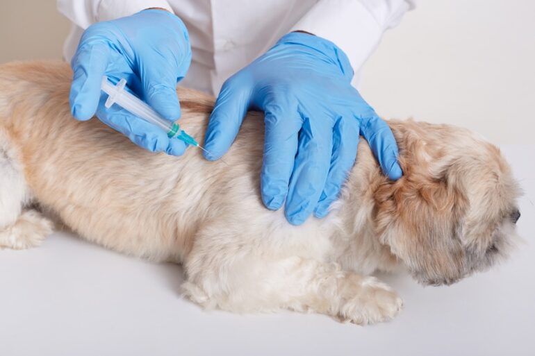 تطعيمات الحيوانات الاليفة