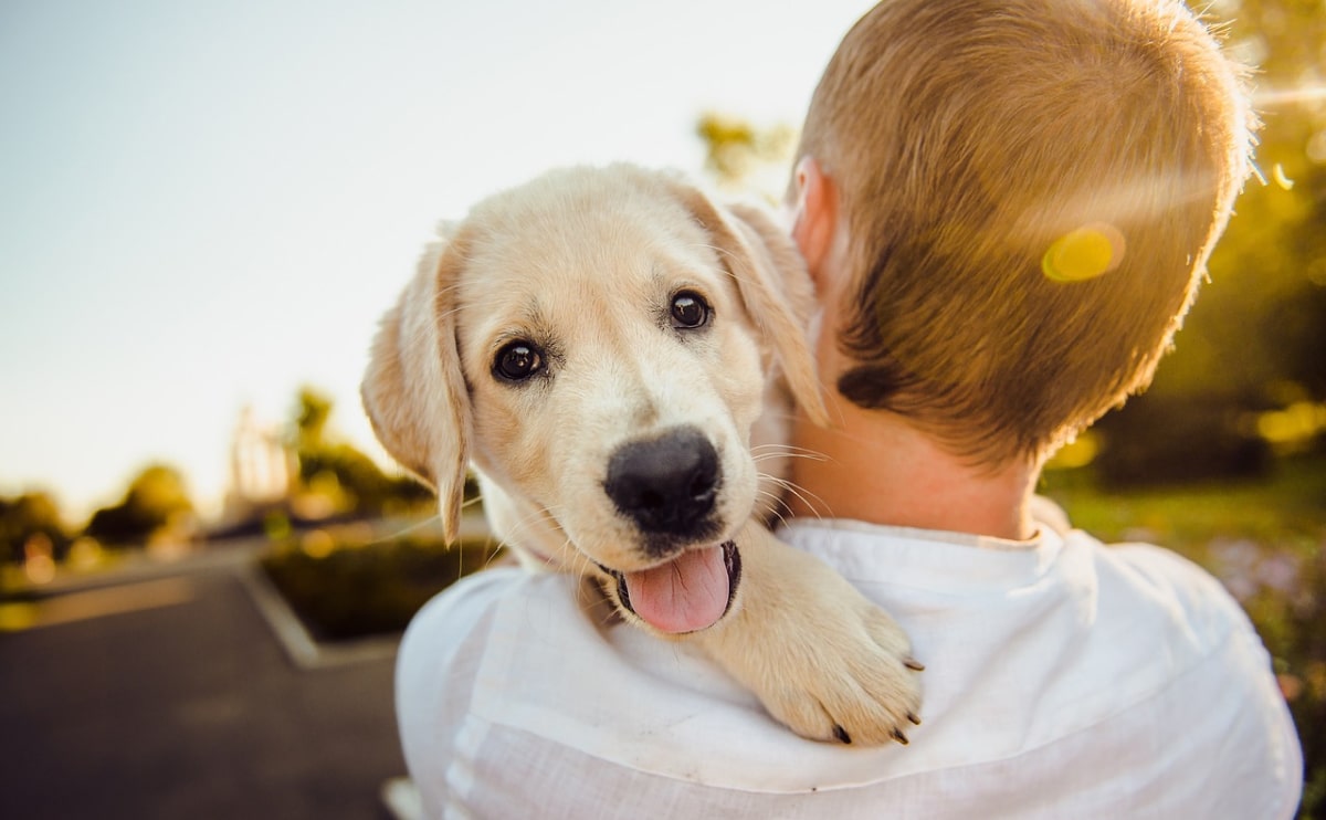 Dog antiparasitic